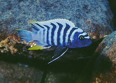 Cynotilapia zebroides 'Magunga'